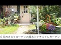 ズボラガーデンの６月の挿木/初夏のナチュラルガーデン