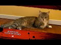 Интересные факты про кошек #2/ Interesting facts about cats