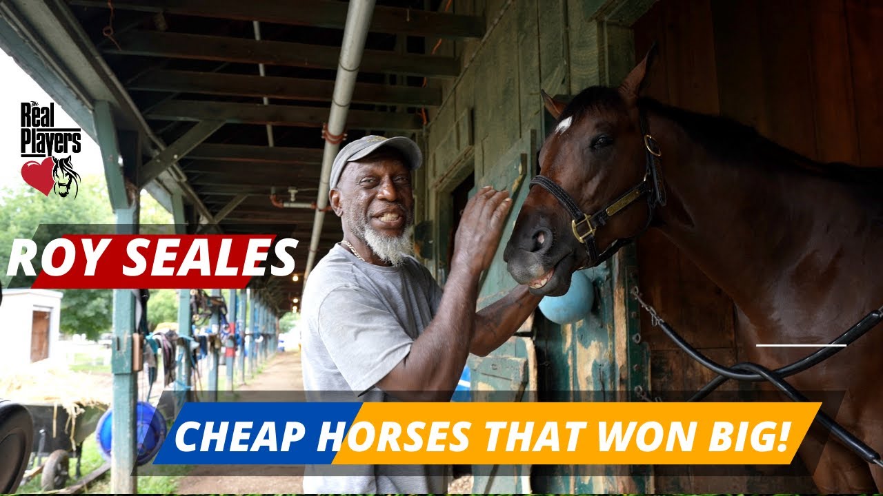 Cheap Horses that Won Big! YouTube