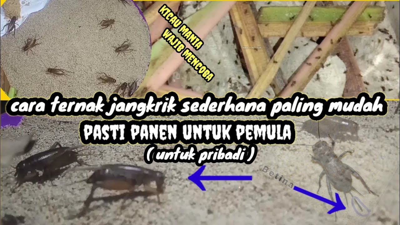 ternak jangkrik cara sederhana paling mudah 