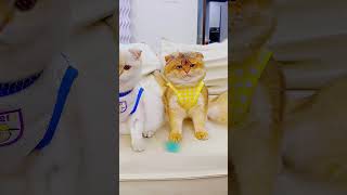 Cat IQ Test Gone Funny 😂🐱🧠