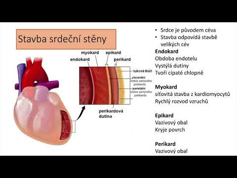 cévní systém, obecná charakteristika srdce