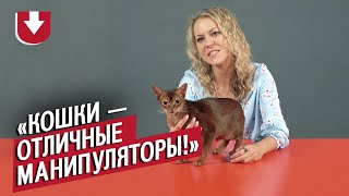 Заводчики кошек (КОНКУРС ВНУТРИ) | Неудобные вопросы