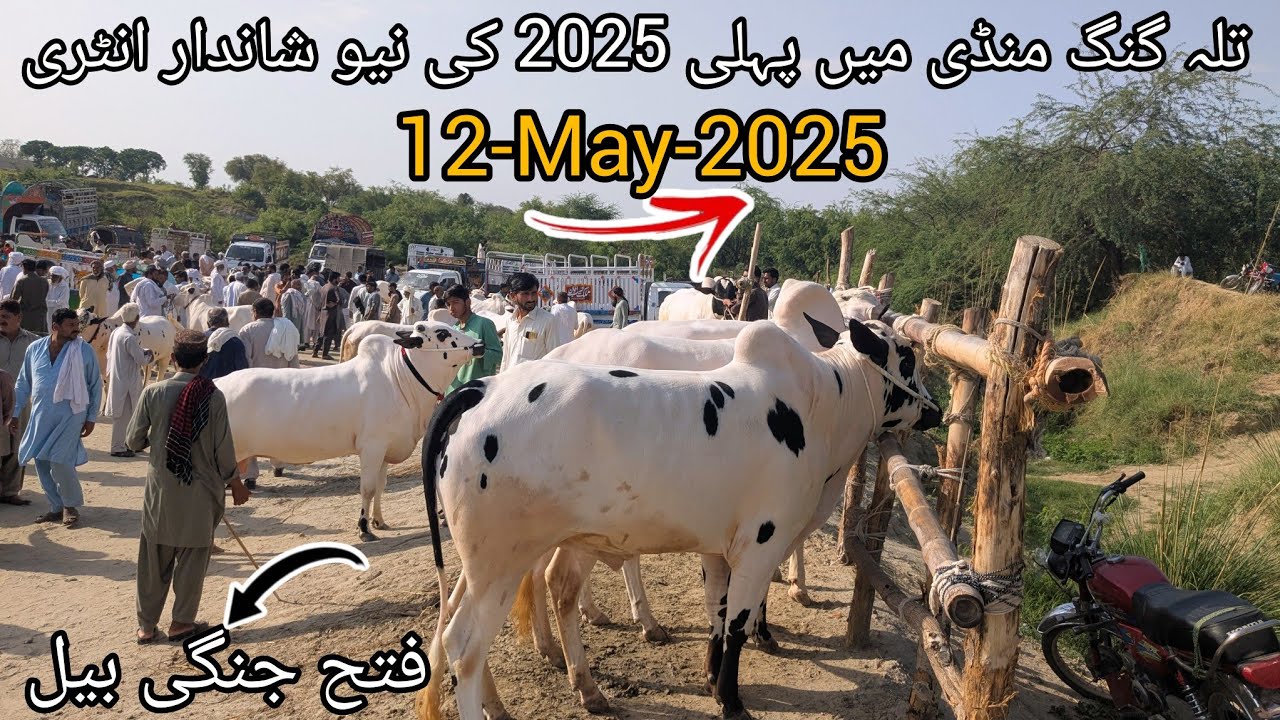 Cow Mandi Talagang | Fateh Jang Bull | Mandi Talagang 12-May-2025 #viralvideo #mandi #cow #bull