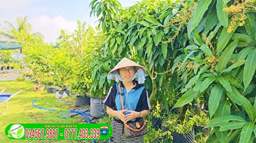 XOÀI CÁT HÒA LỘC CÂY LỚN ĐANG TRÁI SẴN TẠI TRUNG TÂM CÂY GIỐNG