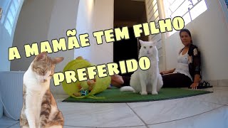 A mamãe tem filho preferido!! by Floquinho o Gato 600 views 11 months ago 9 minutes, 52 seconds