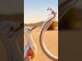 Road runner vs cobra snake in transparent way #roadrunners #snake #animals