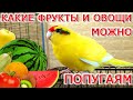 Какие фрукты и овощи можно попугаям🥝🦜