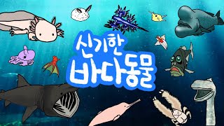 바닷속에는 어떤 신기한 바다동물이 살고 있을까? | 특이하고 재미있는 바다동물들을 만나보아요 | 저자극유아영상  | 키즈드로우