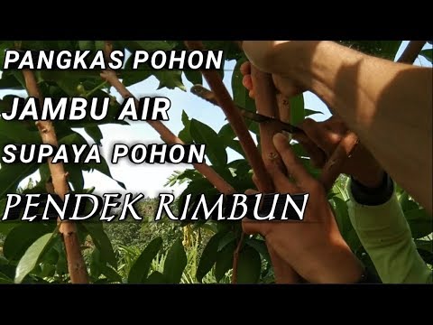 Video: Memangkas Willow Yang Menangis: Cara Memangkas Mahkota Dengan Benar, Kapan Anda Bisa Melakukan Pembentukan, Cara Merawat Pohon Setelah Dipotong