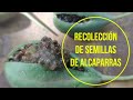 Recolección de semillas de Alcaparras.