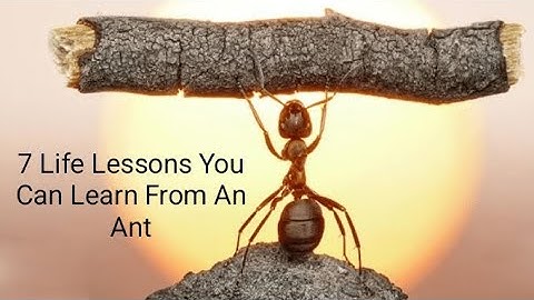 7 Life Lessons You Can Learn From An Ant by AR motivation