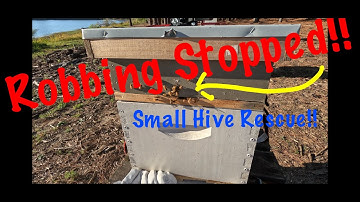 Beekeeping | How to Stop Robbing Bees!