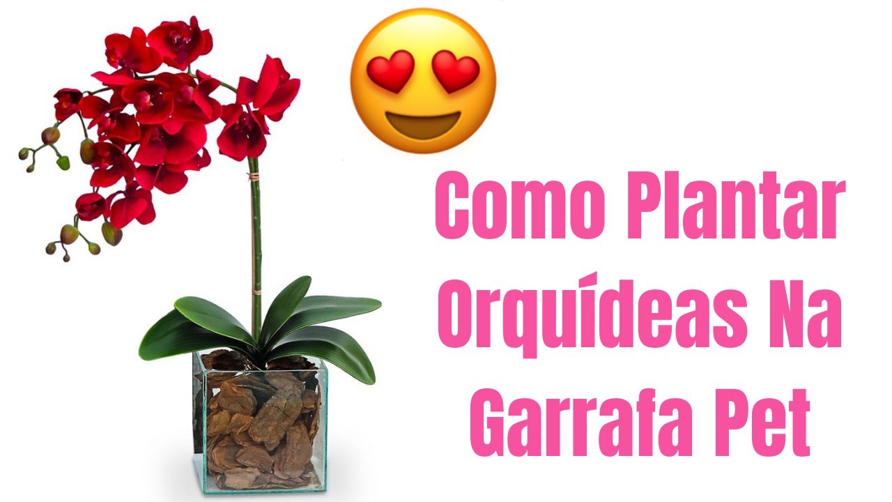 Como hacer florecer las orquídeas