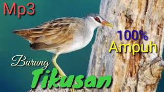 Mp3 Tikusan sawah di jamin 100% Ampuh