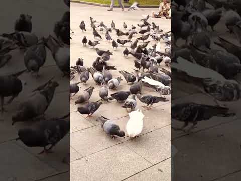 #pigeonfeeding