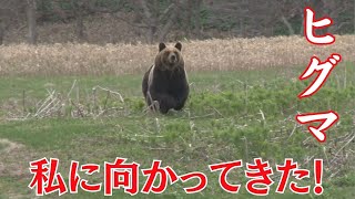 【MIKIOジャーナル】　知床　ヒグマが私に向かって走ってきた