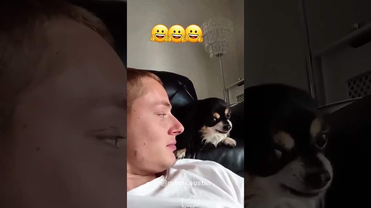 #funnydogs#cute#doglover#doglife#cure#dogshorts#pet#doglife#dogshorts