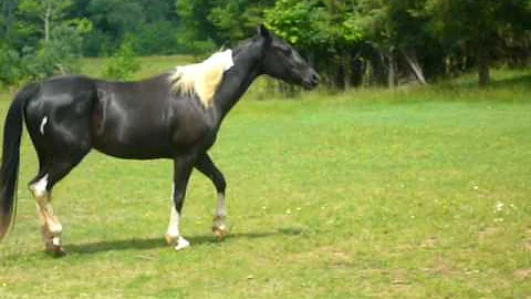 Misty Canter and Trot