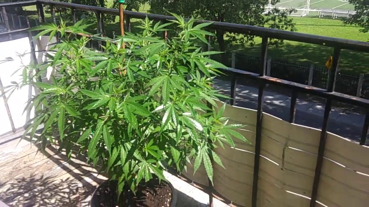 Balcony Weed grow # 15