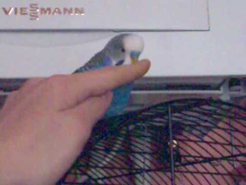 Wellensittich tanzt (budgie dancing)