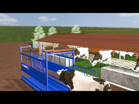 Stop Guesswork! Digital Livestock Weighing & RFID Tracking System for Cows & Pigs | Animal Scales