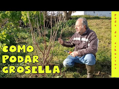 Video: Poda de grosellas: cómo podar grosellas