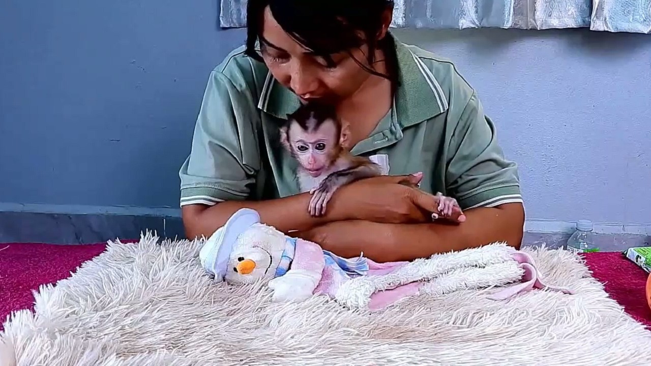 OMG-  the baby monkey is with the mother is warm, Lovely  monkey