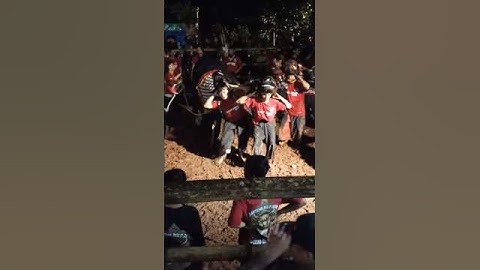 BANTENG BOLO DEWO - #shorts #subscribe #jaranan #bantengan #clips #javanese #culture