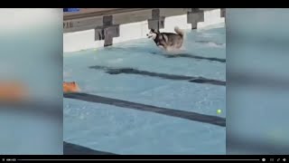 Bardstown police therapy dog beats the heat with a dip on the pool