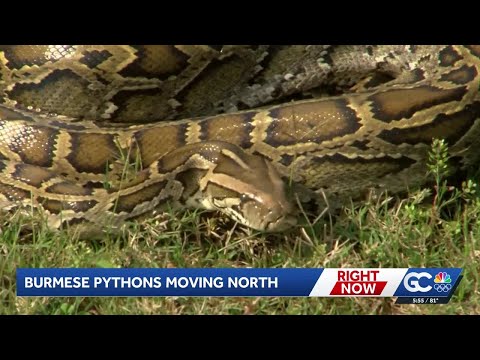 Burmese pythons expand their reach along Florida's Gulf Coast