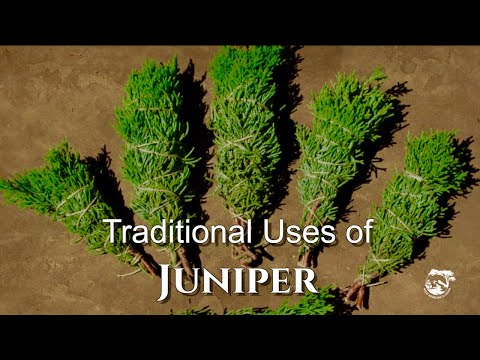 वीडियो: जुनिपर के पेड़ किसके लिए उपयोग किए जाते हैं?