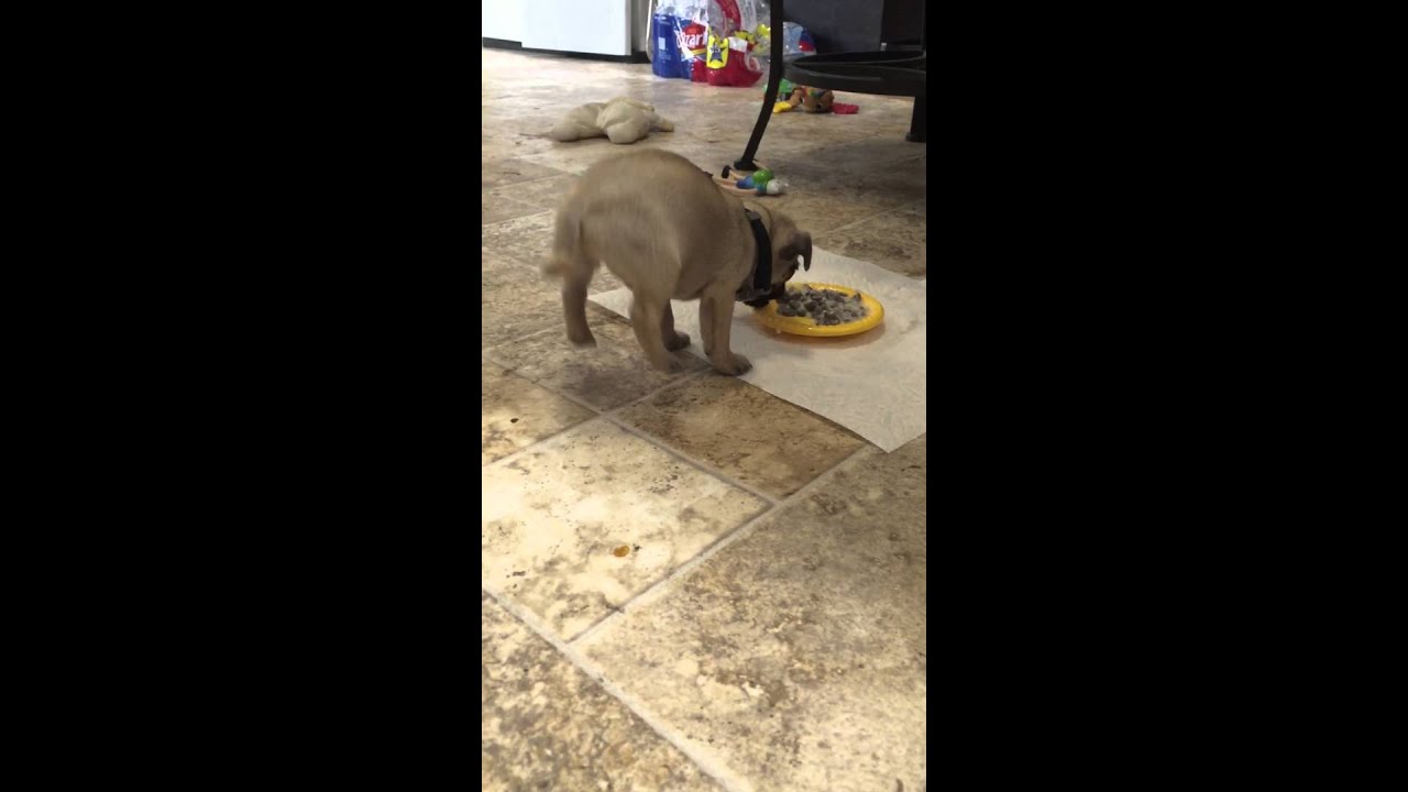 Houston We Have Lift Off Tiny Pug Puppy Flips Over His Dinner Youtube