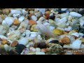 Albino Corydoras now on Day 6