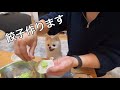 愛犬のために餃子を手作りするアラサー独身男の休日