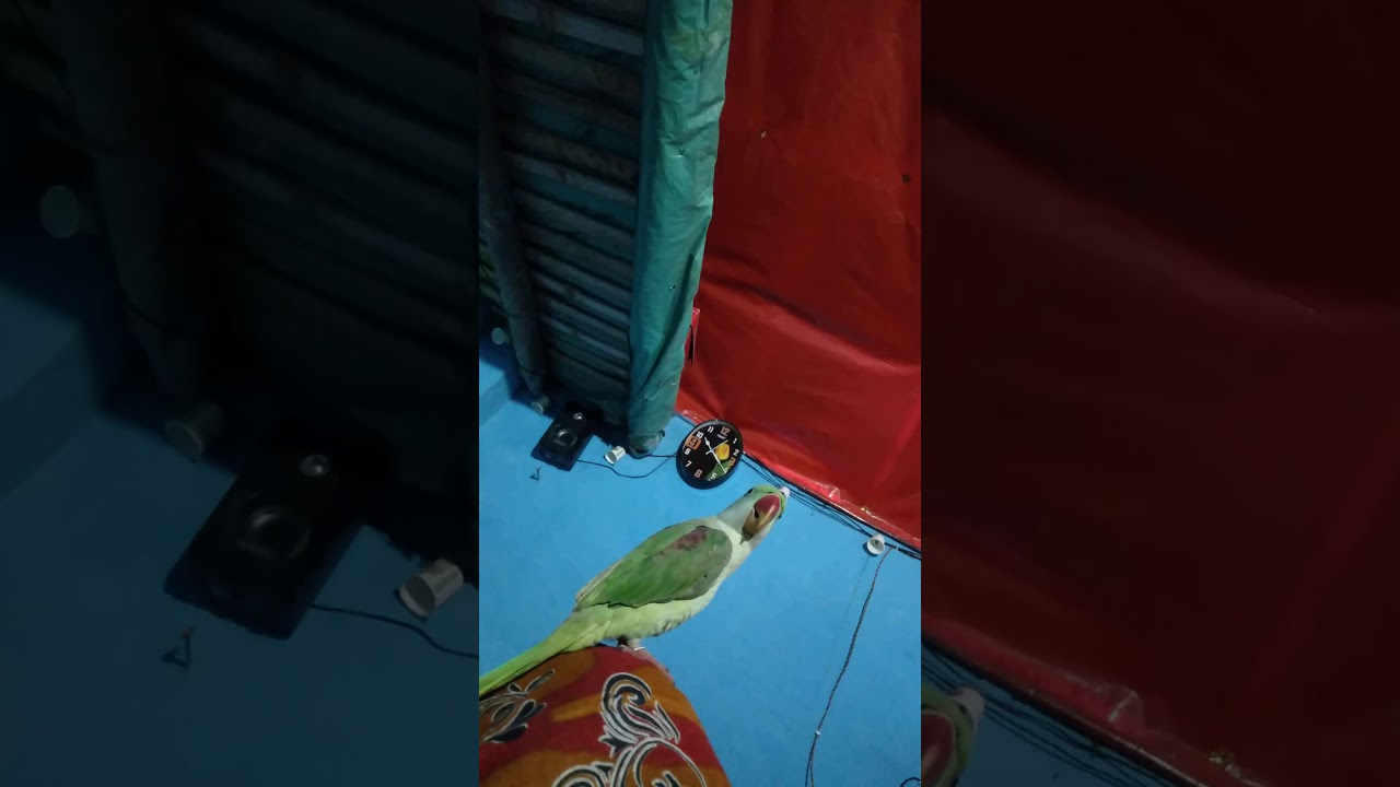 Mithu my parrot 