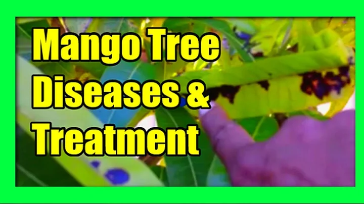 Mango Tree Diseases: Mango Diseases, Treatment and Prevention - DayDayNews