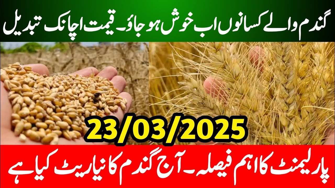 Gundam Rate Today | Wheat Price in Punjab Today | Wheat Prices Pakistan ...