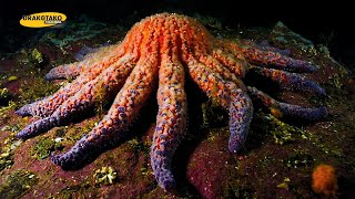 TOP 10 ESTRELLAS DE MAR MÁS INCREÍBLES DEL MUNDO | ANIMALES EXTRAORDINARIOS