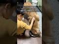 愛犬になるべくストレスを与えないようにした結果…。 #大型犬のいる生活 #dog