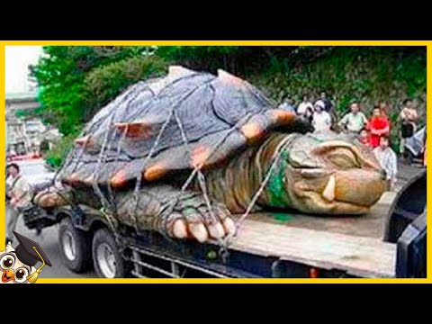 Video: De schildpad is het reptiel met het langste leven