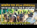 || kankrej गाय || Live Milking || बाल्टी भर के दूध और 5 से ज्यादा Fat%👍