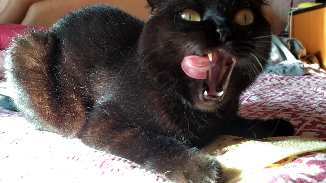 Бегемот и шоколад - YouTube