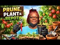 PRUNING MY FRUIT 🍎 TREES 🌳 FOR MAXIMUM GROWTH 📈