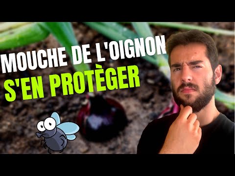 Vidéo: Comment lutter contre une mouche de l'oignon dans un lit de jardin
