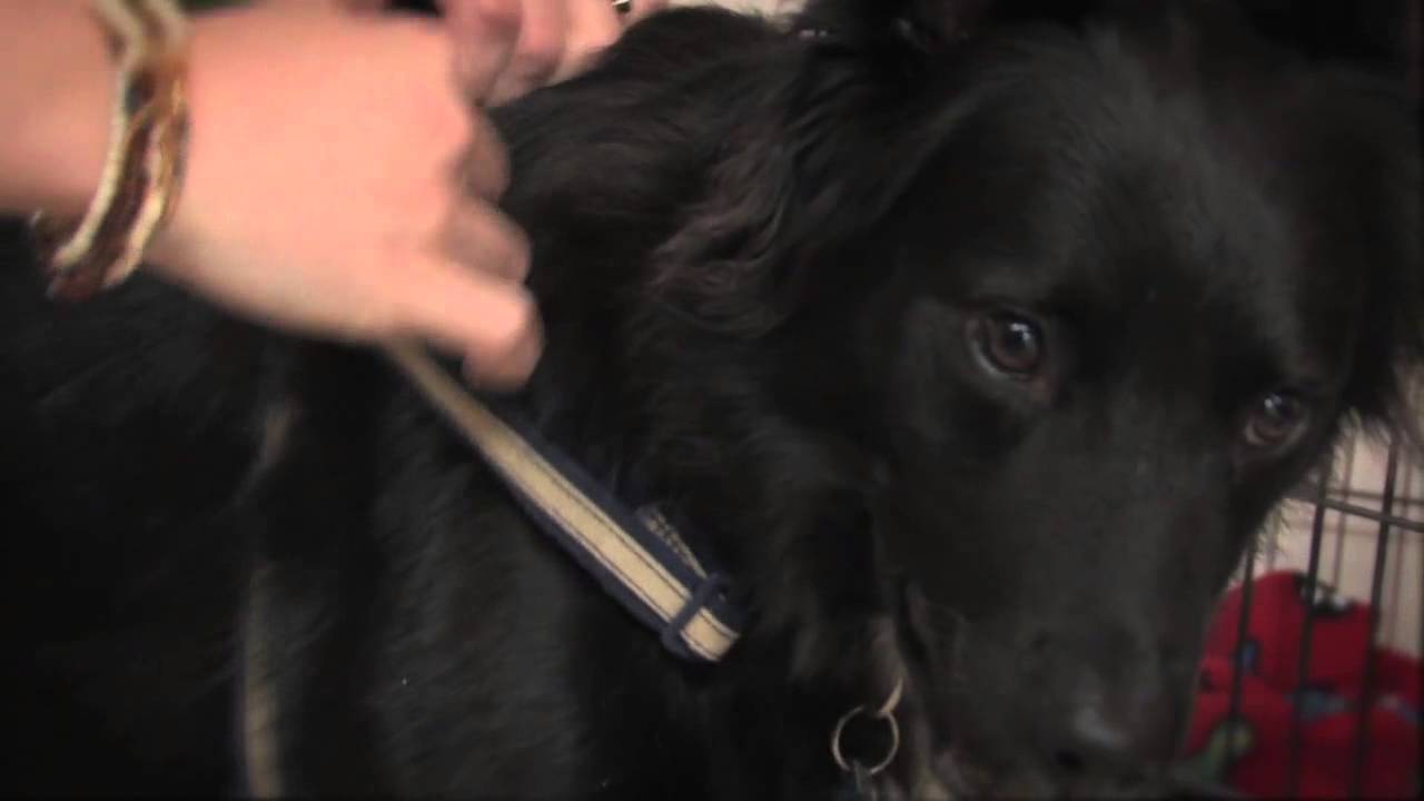 How to Put on an Adjustable Dog Harness - YouTube