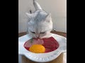 The little cat is having a meat feast # homemade cat food # daily life of raising a cat