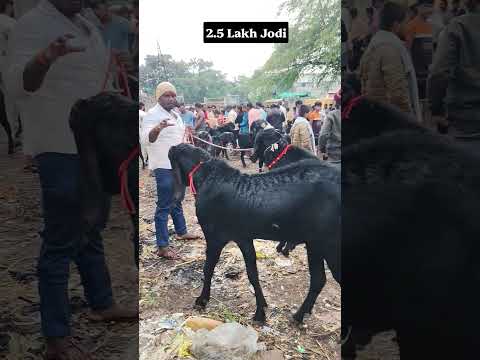 2.5 Lakh ko Jodi #solapur