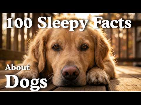 100 Sleepy Facts About Dog to Fall Asleep To | Sleepy Animals