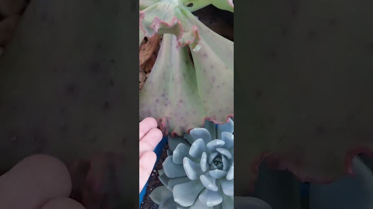 Olha isso!!!  Nossas carunculas estão com olho negro 